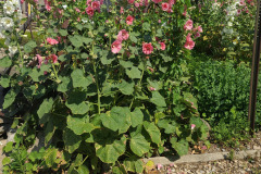 Hollyhocks-in-Iowa-July-2020-14
