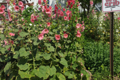 Hollyhocks-in-Iowa-July-2020-15