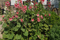 Hollyhocks-in-Iowa-July-2020-16