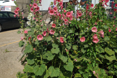 Hollyhocks-in-Iowa-July-2020-17