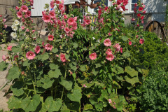 Hollyhocks-in-Iowa-July-2020-18