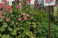 Hollyhocks-in-Iowa-July-2020-19