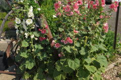 Hollyhocks-in-Iowa-July-2020-2