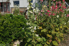 Hollyhocks-in-Iowa-July-2020-20