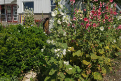 Hollyhocks-in-Iowa-July-2020-21