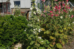 Hollyhocks-in-Iowa-July-2020-22