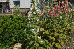Hollyhocks-in-Iowa-July-2020-23