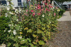 Hollyhocks-in-Iowa-July-2020-24