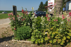 Hollyhocks-in-Iowa-July-2020-26