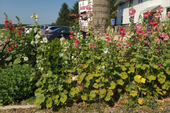 Hollyhocks-in-Iowa-July-2020-27