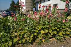 Hollyhocks-in-Iowa-July-2020-28