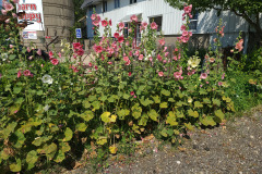 Hollyhocks-in-Iowa-July-2020-29