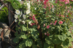 Hollyhocks-in-Iowa-July-2020-3