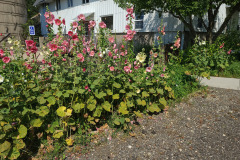 Hollyhocks-in-Iowa-July-2020-30