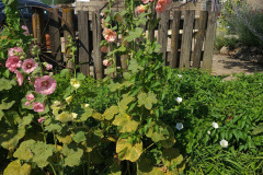 Hollyhocks-in-Iowa-July-2020-31