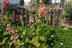 Hollyhocks-in-Iowa-July-2020-32