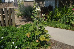 Hollyhocks-in-Iowa-July-2020-33