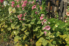 Hollyhocks-in-Iowa-July-2020-34