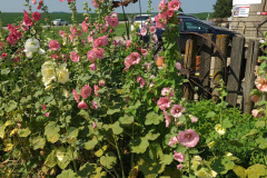 Hollyhocks-in-Iowa-July-2020-35