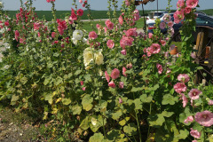 Hollyhocks-in-Iowa-July-2020-36