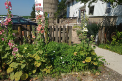 Hollyhocks-in-Iowa-July-2020-37