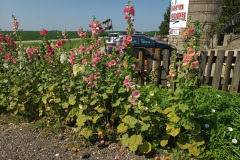 Hollyhocks-in-Iowa-July-2020-38