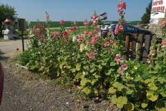 Hollyhocks-in-Iowa-July-2020-39