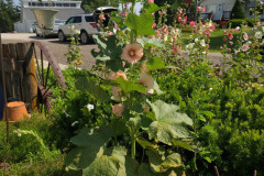 Hollyhocks-in-Iowa-July-2020-4