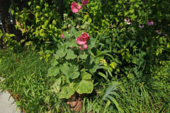 Hollyhocks-in-Iowa-July-2020-40