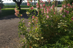 Hollyhocks-in-Iowa-July-2020-42