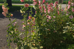 Hollyhocks-in-Iowa-July-2020-43