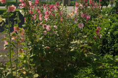 Hollyhocks-in-Iowa-July-2020-44
