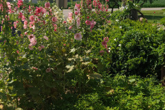 Hollyhocks-in-Iowa-July-2020-45