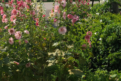 Hollyhocks-in-Iowa-July-2020-46