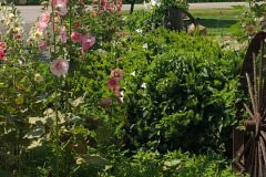 Hollyhocks-in-Iowa-July-2020-47