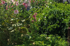 Hollyhocks-in-Iowa-July-2020-48