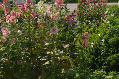 Hollyhocks-in-Iowa-July-2020-49