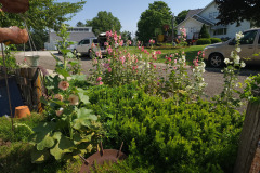 Hollyhocks-in-Iowa-July-2020-5