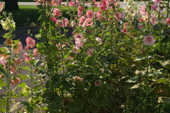 Hollyhocks-in-Iowa-July-2020-50