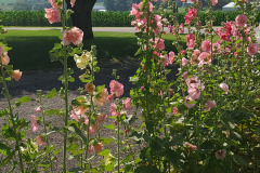 Hollyhocks-in-Iowa-July-2020-51