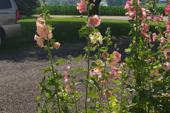 Hollyhocks-in-Iowa-July-2020-52