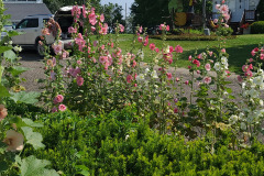 Hollyhocks-in-Iowa-July-2020-6