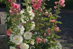 Hollyhocks-in-Iowa-July-2020-7