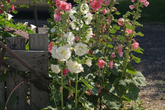 Hollyhocks-in-Iowa-July-2020-8