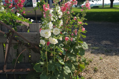 Hollyhocks-in-Iowa-July-2020-9