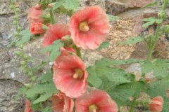 Hollyhocks-orange