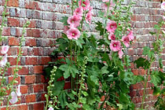 hollyhocks-03