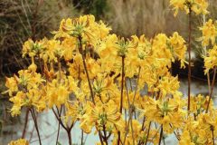 12x16-azalea-yellow-profusi