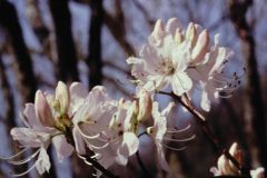9x12-azalea-white-floating-
