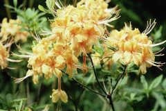 9x12-azalea-yellow-floating